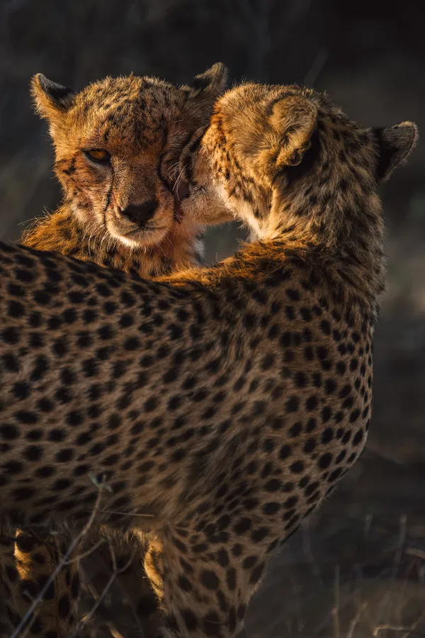 postprandial cleaning thumbnail