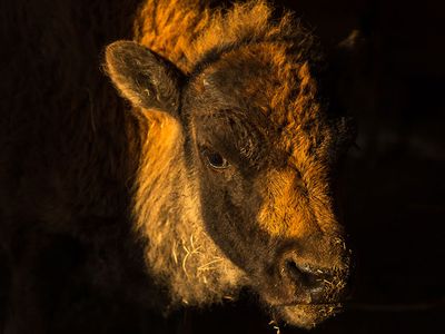 This bison calf, standing in the doorway of a barn on the Blackfeet Reservation, is a symbol of hope for the Blackfoot people.