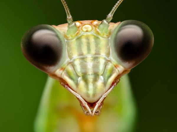 Portrait of a Mantis thumbnail