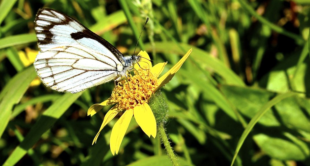 Butterfly enjoying Yosemite Smithsonian Photo Contest Smithsonian