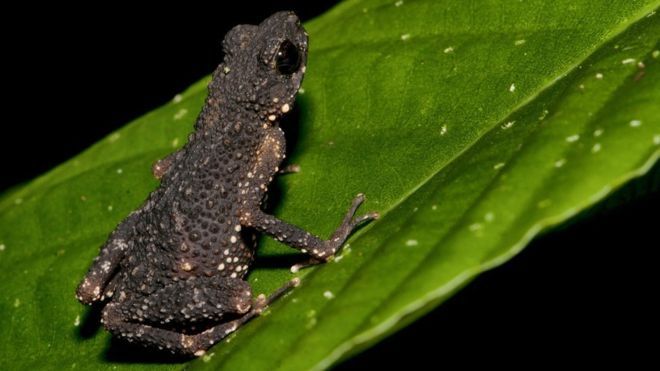 Precious Stream Toad