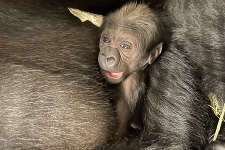 The new baby western lowland gorilla, which was born on May 27.