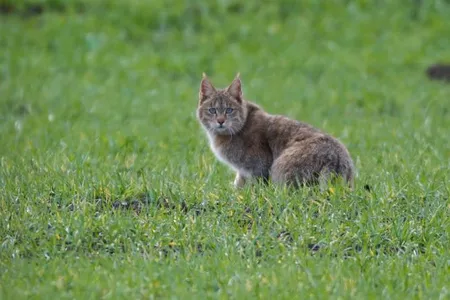 A Chinese mountain cat photographed in a field of grass.