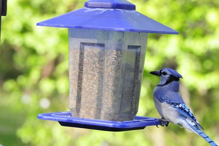 A blue jay photographed at a bird feeder. Fledgling blue jays and grackles in D.C., Virginia, Maryland and West Virginia have been dying of a mysterious ailment since late May. 