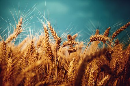This is wheat. And if Salish Blue has anything to do with it, it may one day become obsolete.