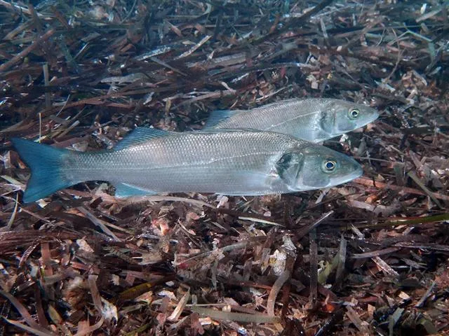 Sea Bass