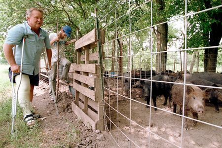 A rancher tends to several small feral hogs in a pen in Texas. But in the wild, these hogs are considered invasive—and they're headed north.