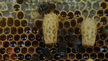 What Determines Royalty Among Honeybees? Not Just a Distinct Diet—Queens Also Need Specially Built Regal Chambers, a Study Suggests