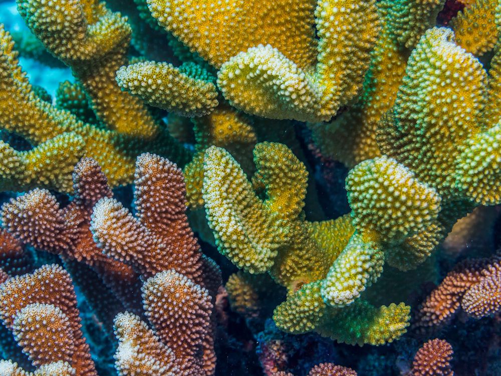 Brown and Green Coral Underwater
