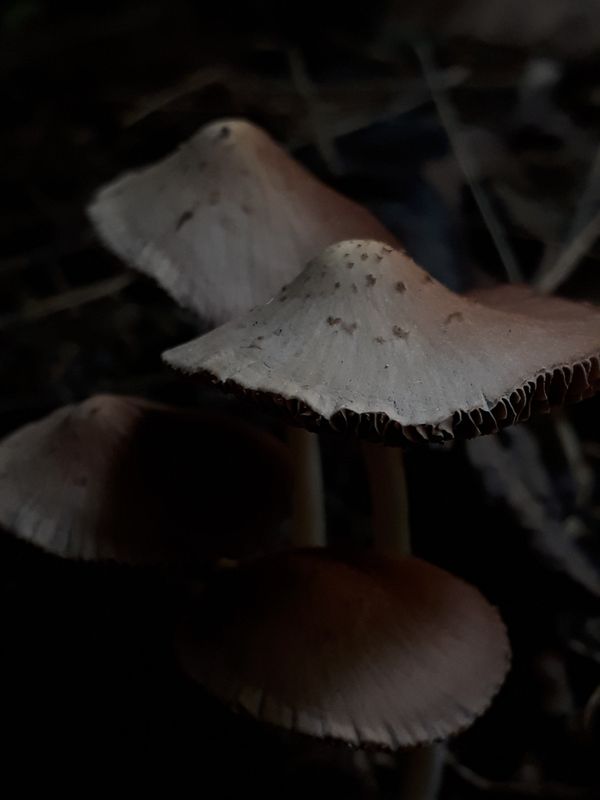 A band of Mushrooms thumbnail
