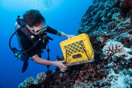 Chris Meyer, a marine invertebrate zoologist at the Smithsonian’s National Museum of Natural History, dives around French Polynesia with equipment used to track coral reef health. (Jenny Adler)