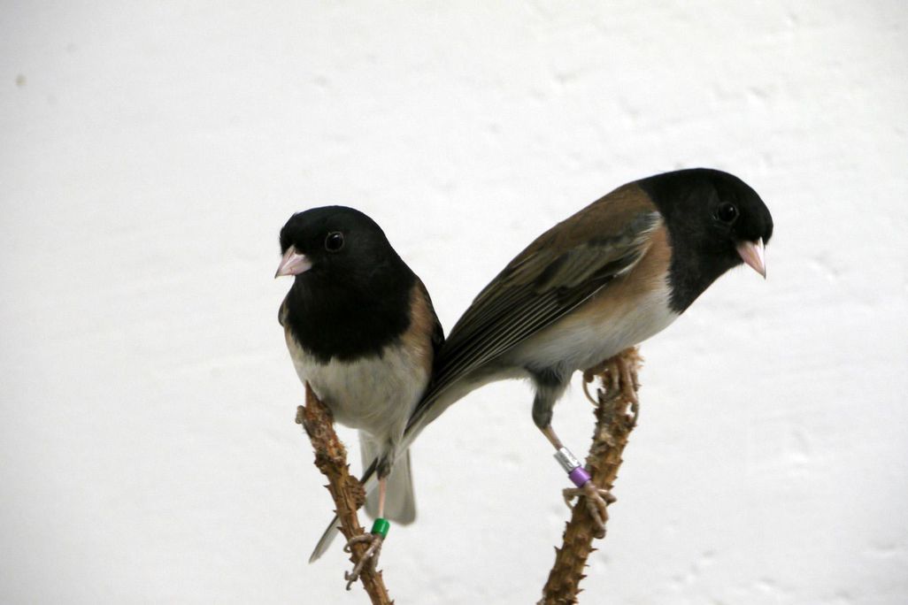 Dark-eyed Juncos