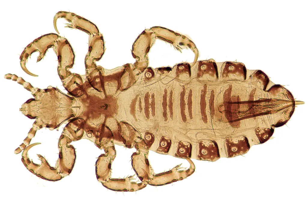 Louse