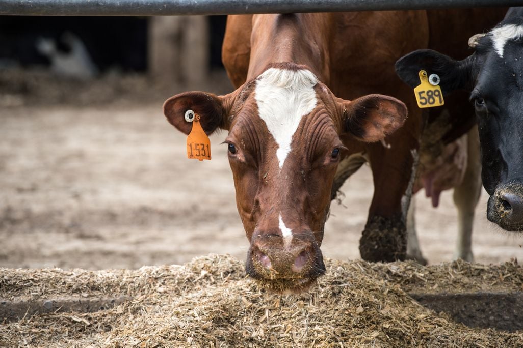 A brown and white dairy cow, an orange tag dangling from its ear, bends down and eats from the ground.