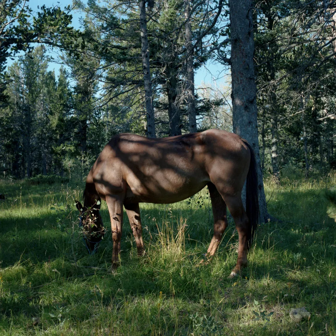 resting horse