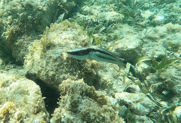 Octopus in Aruba 6 thumbnail