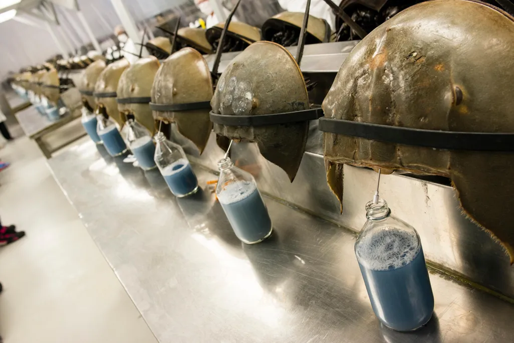 Horseshoe crab blood drain