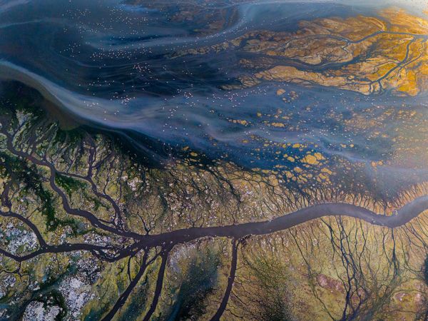 maharlo tree thumbnail