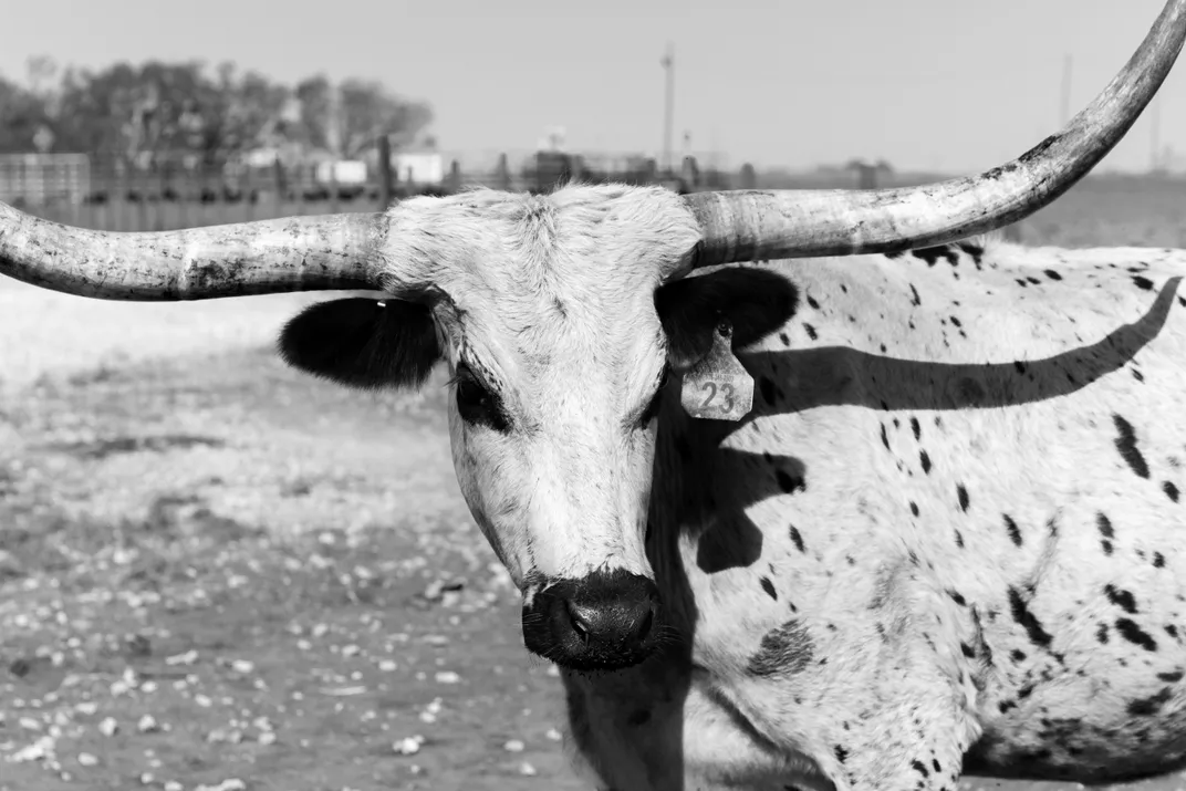 Longhorns, the official large mammal of Texas, have long been part of the state’s history and are an enduring symbol of the cowboy way.