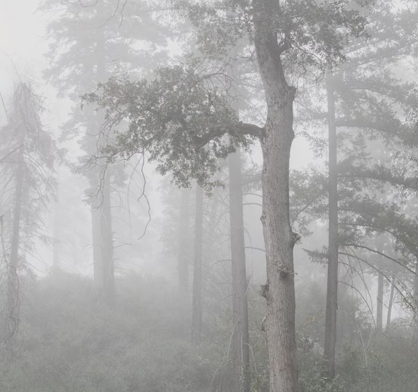 trees in fog in Palomar State Park thumbnail