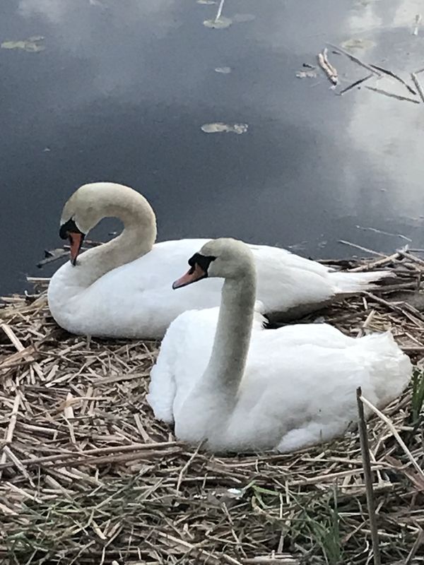 2 swans with a cygnet peeking out in the nest thumbnail