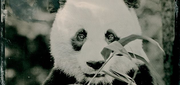 The Science Behind Why Pandas Are So Damn Cute | History| Smithsonian  Magazine