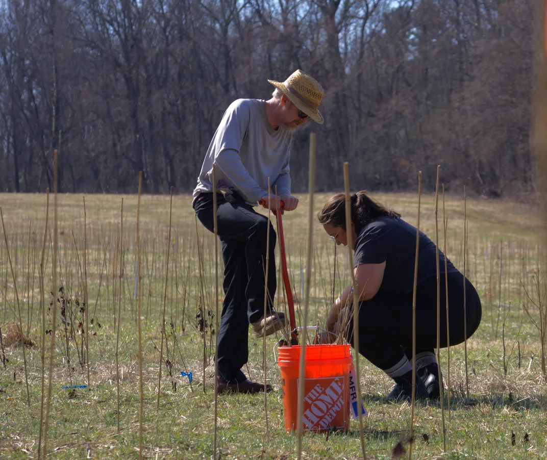 two volunteers planting trees