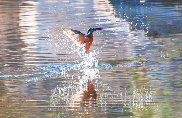 kingfisher diving into water to hunt thumbnail