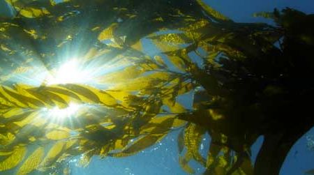 Scientists use satellite images of the kelp canopy (here, as seen from underwater) to track this important ecosystem over time.