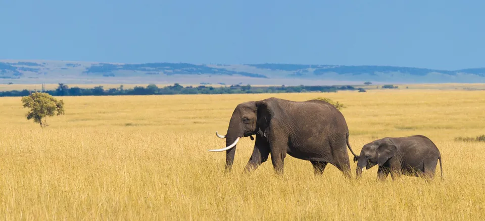  Elephant with calf on the savanna 