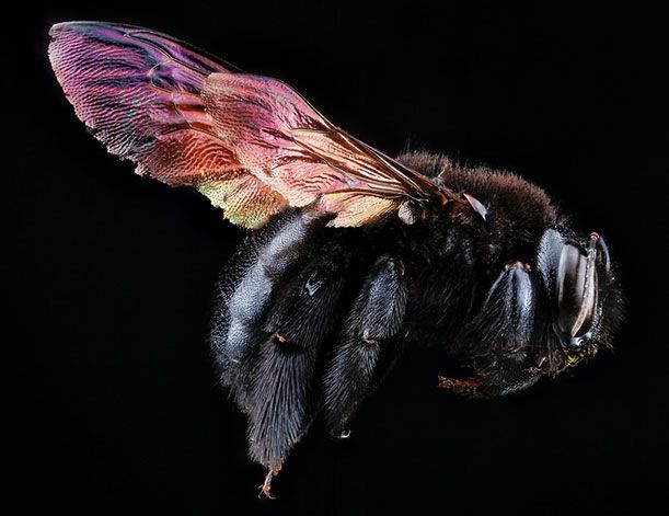 Xylocopa mordax, Dominican Republic