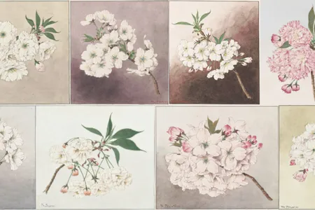 Just in time for this year's bloom, Smithsonian Books presents a delightful new offering Cherry Blossoms: Sakura Collections from the Library of Congress.