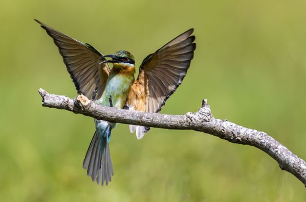 Blue Tailed Bee Eater landing on branch thumbnail
