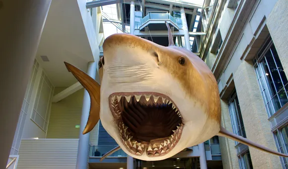 An orange and tan Megalodon hangs over the museum's food court with its supersized mouth agape.