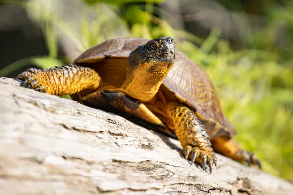 Turtle Time thumbnail