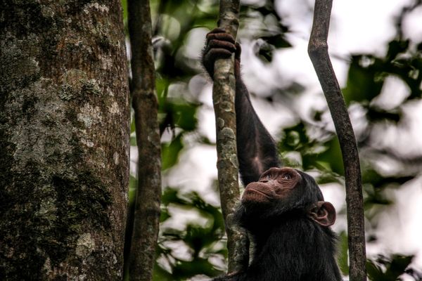 Young chimpanzee eyes the forest ceiling. thumbnail