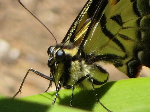 A close-up of a tiger swallowtail butterfly