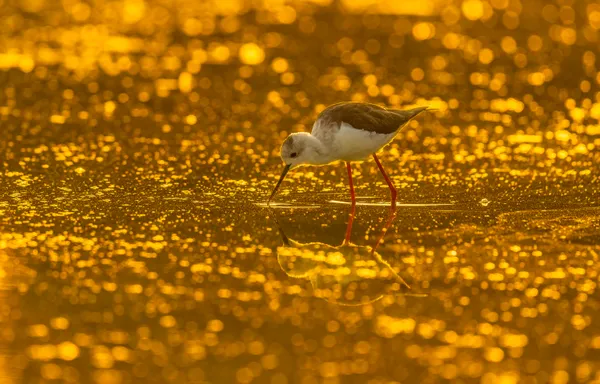 Golden Symphony: Black-Winged Stilt at Sunrise thumbnail