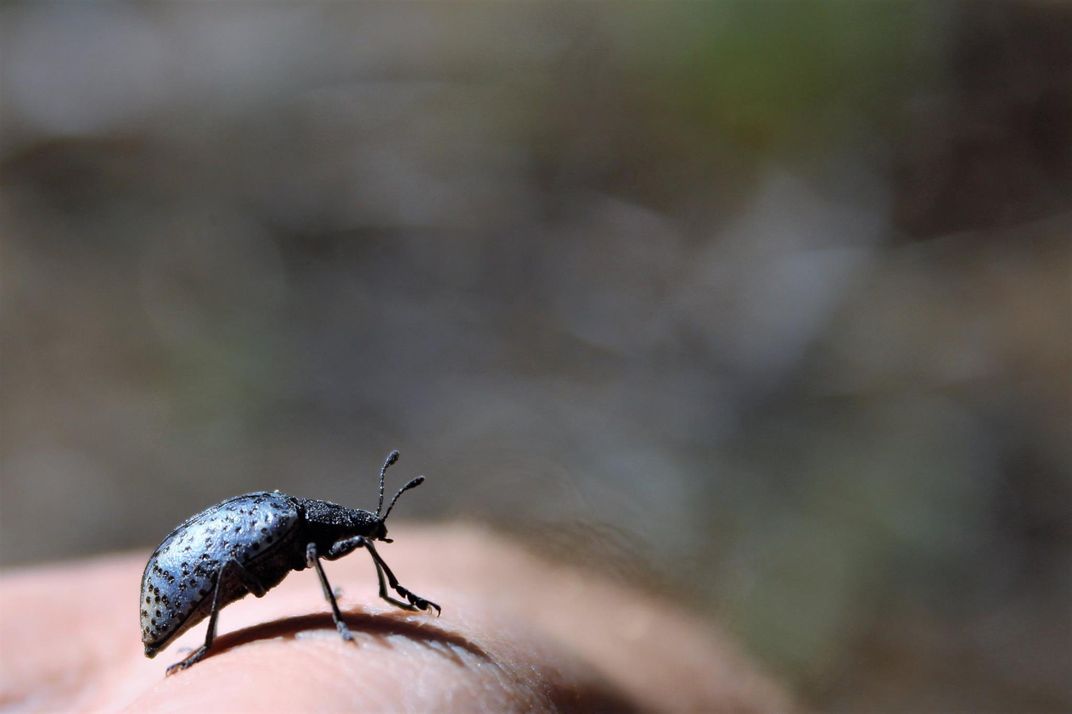 Blue Beetle in Bandelier | Smithsonian Photo Contest | Smithsonian Magazine