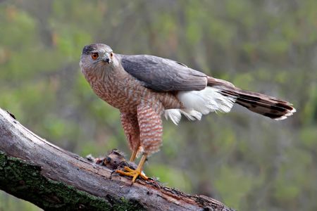 Cooper's Hawk (Accipiter cooperii) with prey, Saskatoon, Saskatchewan, Canada