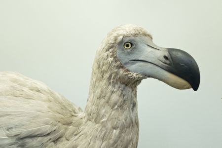 The dodo, now extinct, weighed about 50 pounds, had blue and grey feathers and couldn't fly.