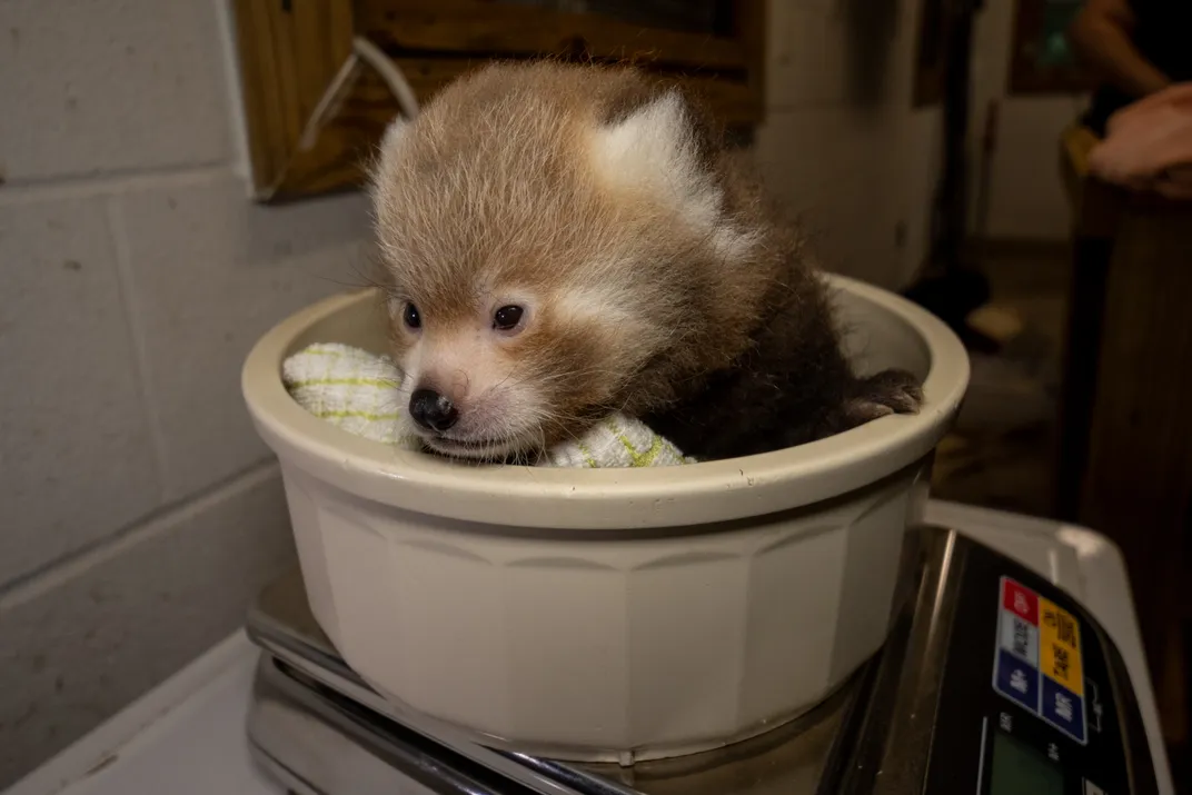 a red panda cub in a small bowl gets weighed
