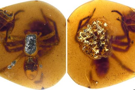 In one piece of fossilized amber, a female spider was astonishingly preserved, clutching an egg sac filled with spiderling embryos nearly ready to hatch.

&nbsp;