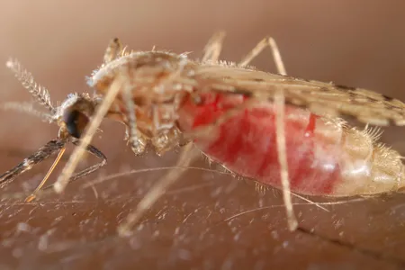 An Anopholes mosquito, the vector for malaria, taking a blood meal from a tasty human. 