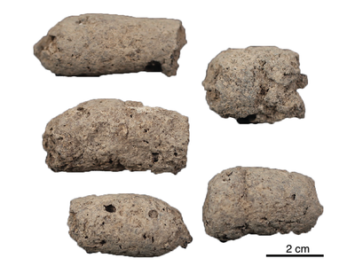 7,000-year-old dog feces from China's Anhui province