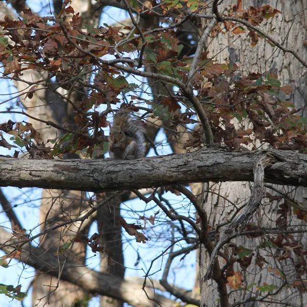 Squirrel Eating Acorns in North Carolina Oak Tree thumbnail