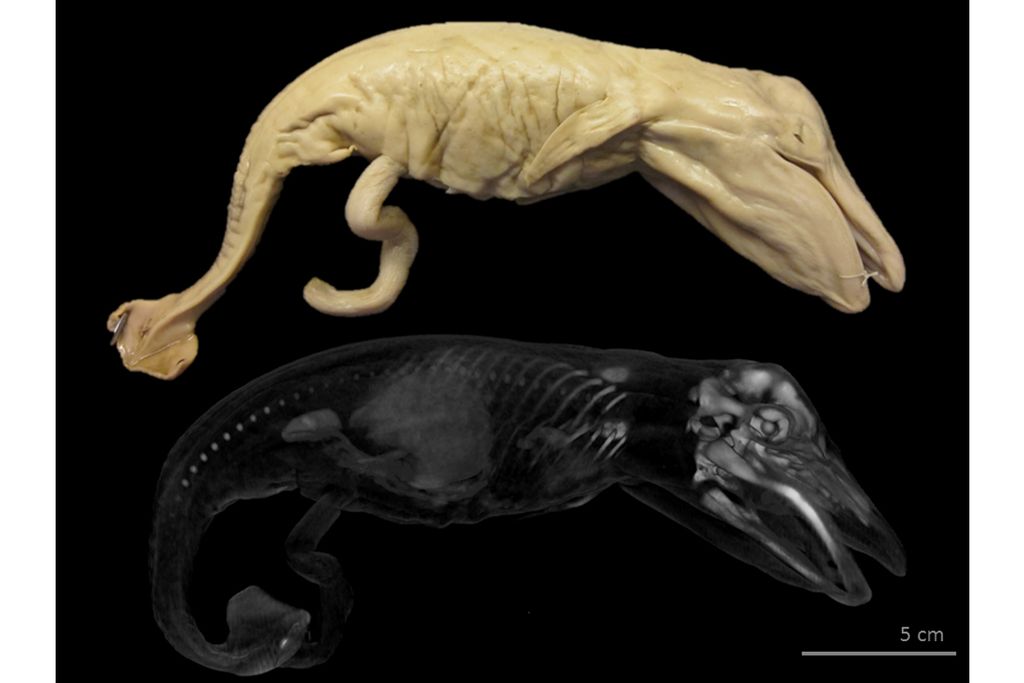 Blue whale fetus