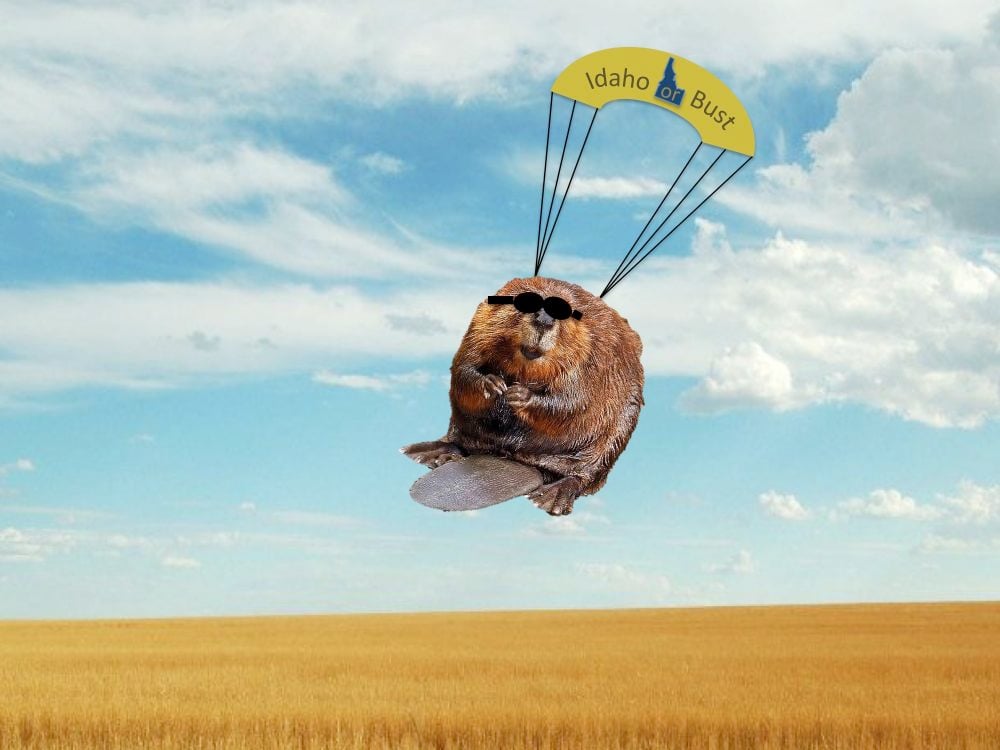 Parachuting beaver.jpg