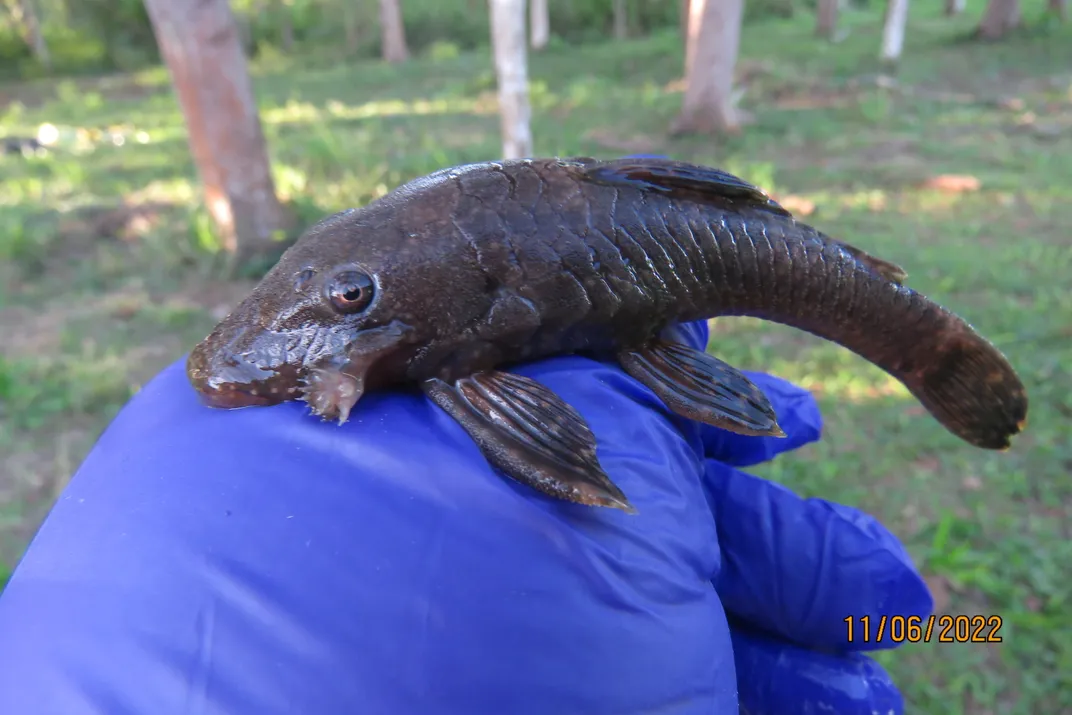 a catfish sits on a person's blue latex gloved hand