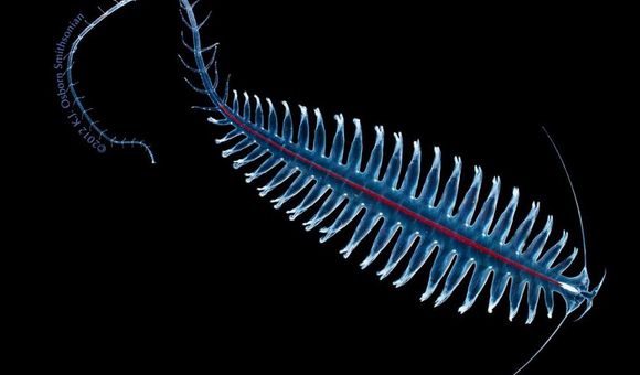 A light blue and red tomopterid worm swimming in black water. A light blue credit line along the worm's end reads "Copyright 2012 K.J. Osborn, Smithsonian."